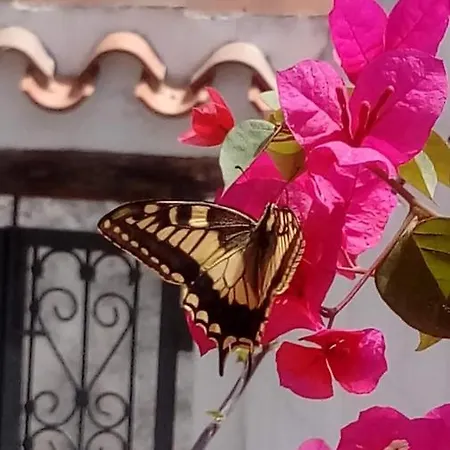 Casa Dei Fiori Di Mary 펜션 Galtellì